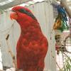 Blue-Streaked Lory