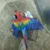 Scarlet Macaw in Shower