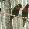 Rainbow Lorikeet in an Avery at the Oasis Sanctuary