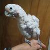 Goffin Cockatoo