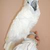 Umbrella Cockatoo