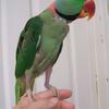 Alexandrine Parakeet 