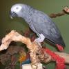 Conco Afrian Gray on Bird Tree