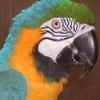 Blue and Gold Macaw