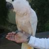 Moluccan Cockatoo