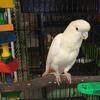 Red Vented Cockatoo