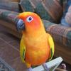 Sun Conure 