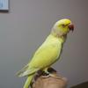 Lutino Ringneck Parakeet