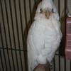 Bear-eyed Cockatoo also known as a Little Corella 