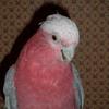 Rose Breasted Cockatoo