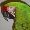 Military Macaw