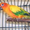 Sun Conure